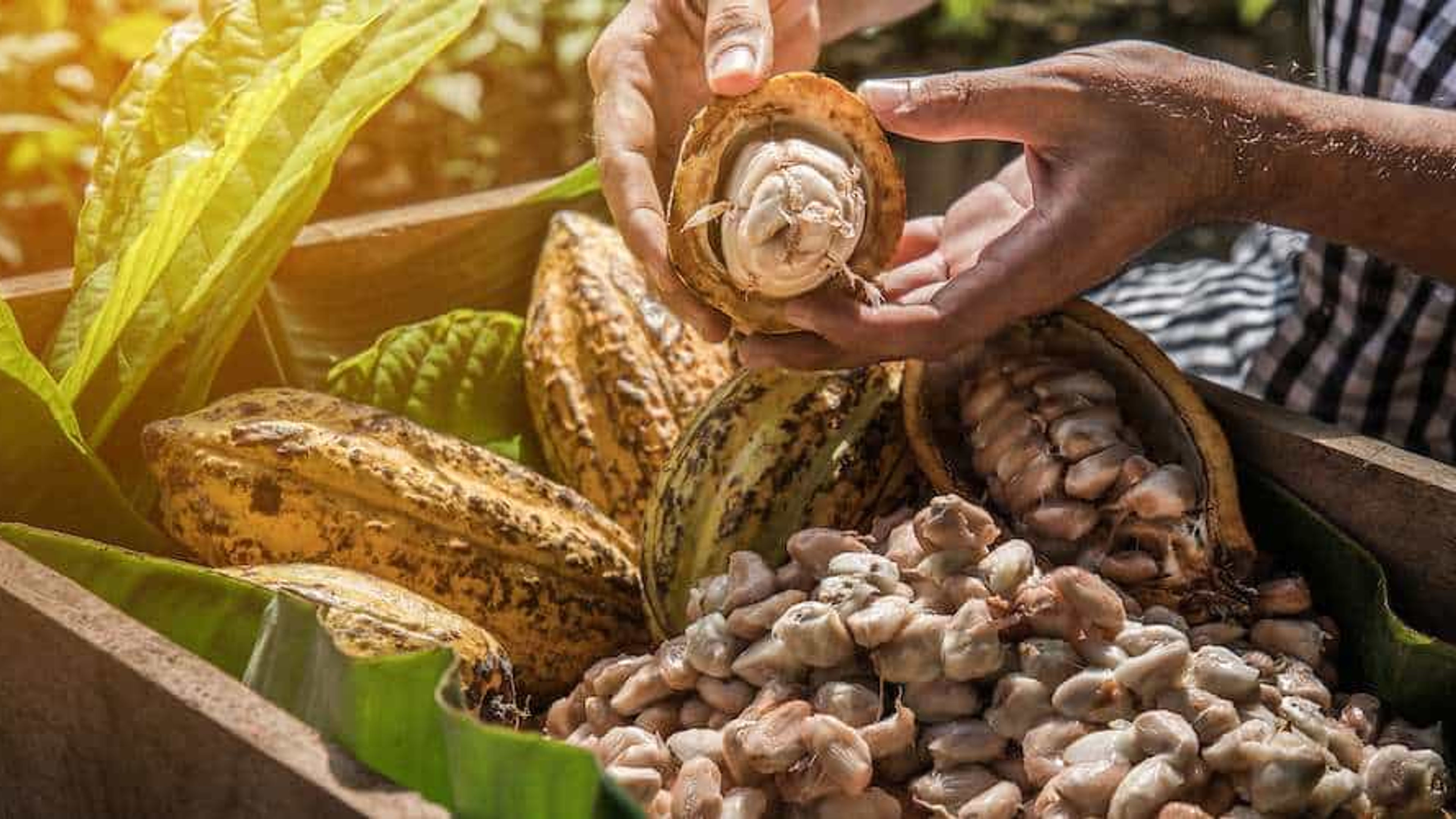 CARIBBEAN COCOA PRODUCTION MINI-DOC